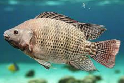 Live Fish